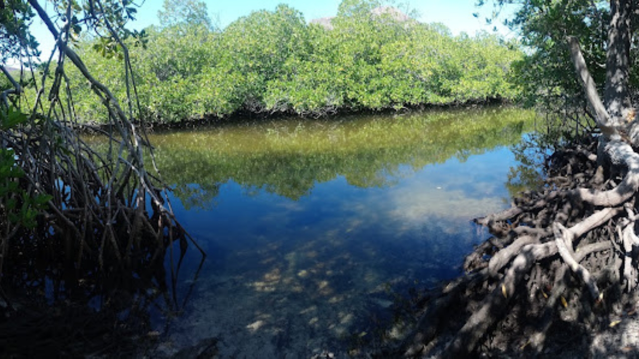 The mangrove forest at Balandra Beach