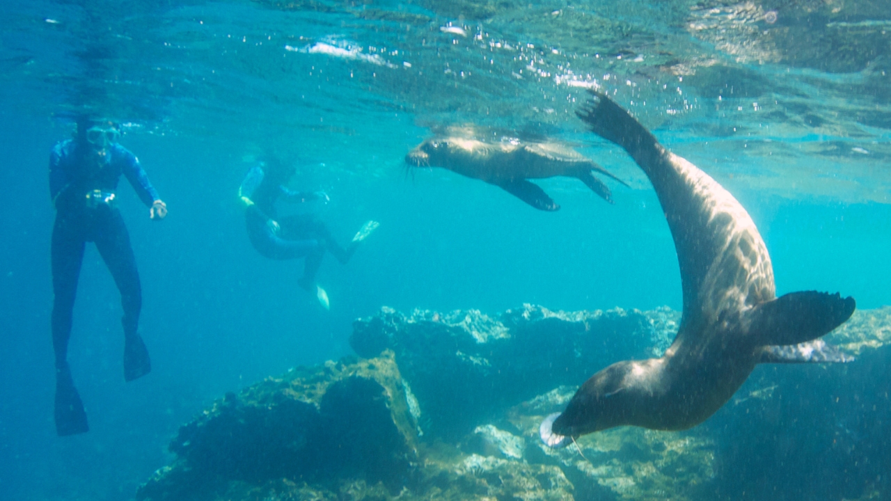 Snorkeling with Sea Lions at La Paz Bay