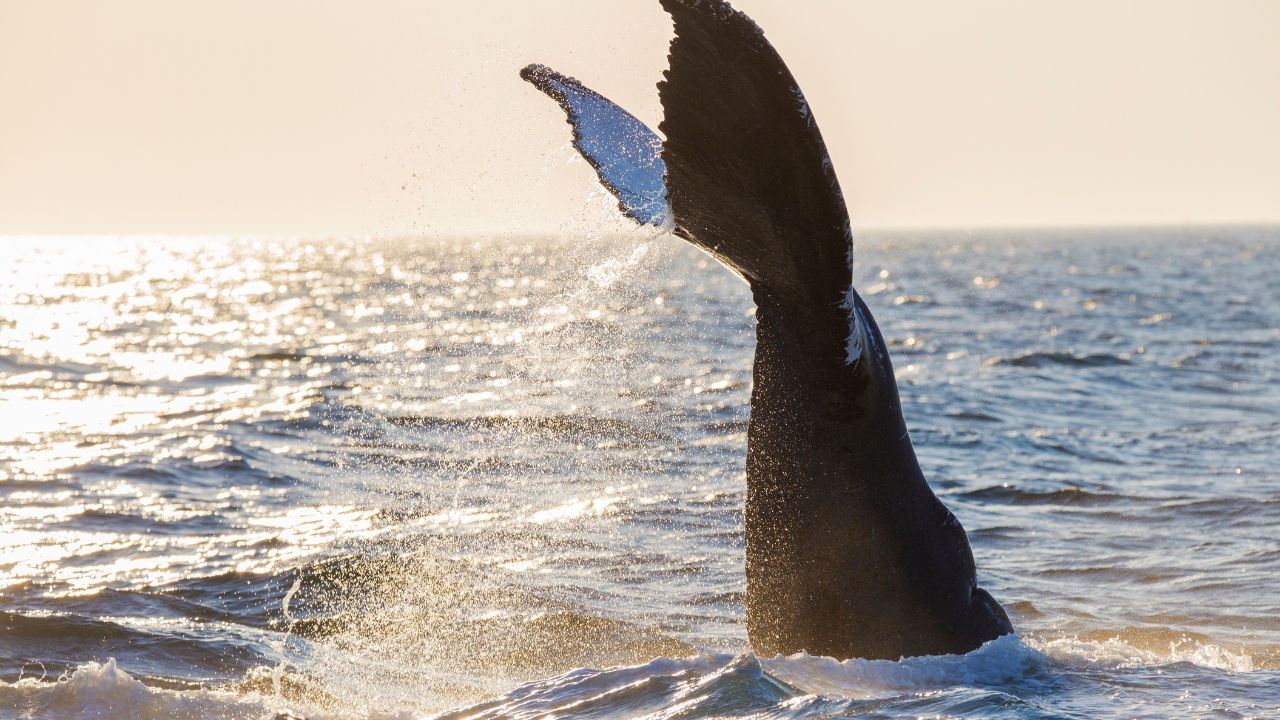 Whale's tail at La Paz Bay