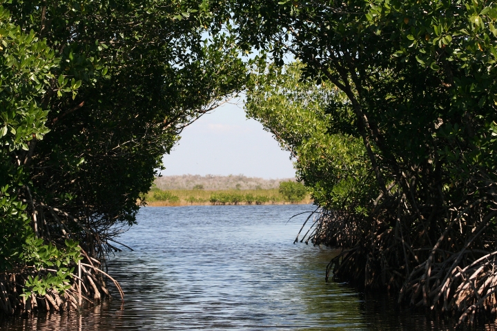 The mangrove forest at Balandra Bay