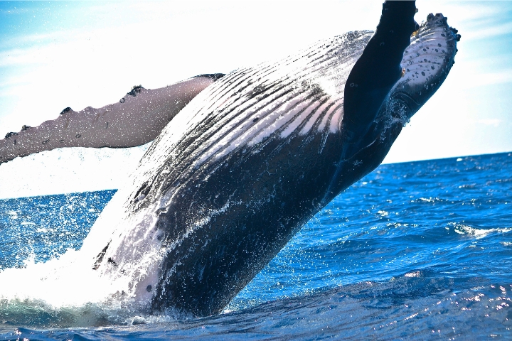 humpback-whale-breaching