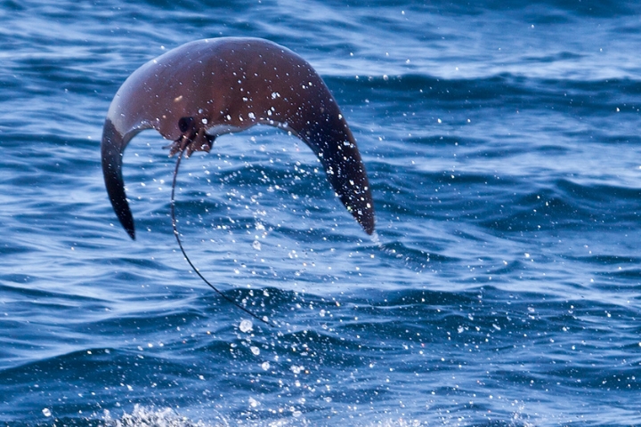 manta-jump-out-of-the-water