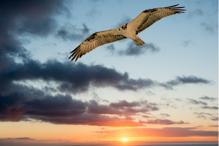 Ospresy over the Sea of Cortez during sunset