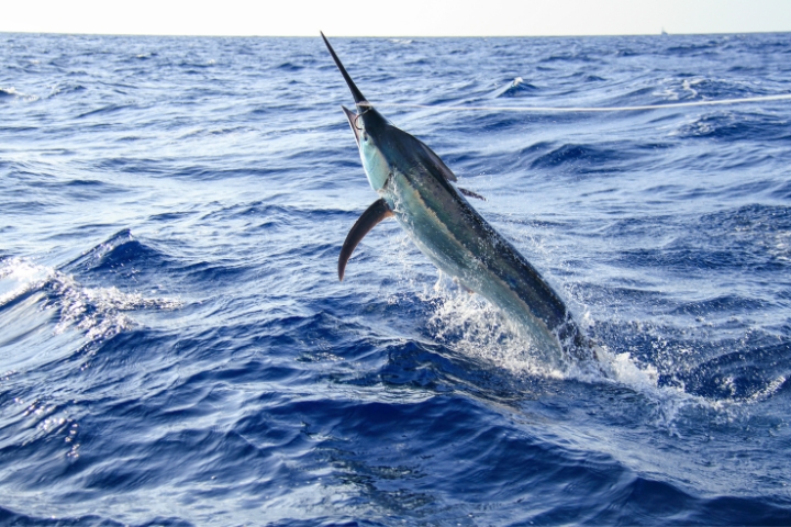 sailfish-caught-on-fishing