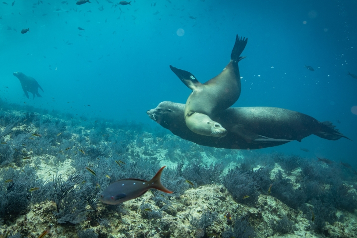 Sorkeling with Sea Lions at the at Lobera San Rafaelito wildlife sanctuary