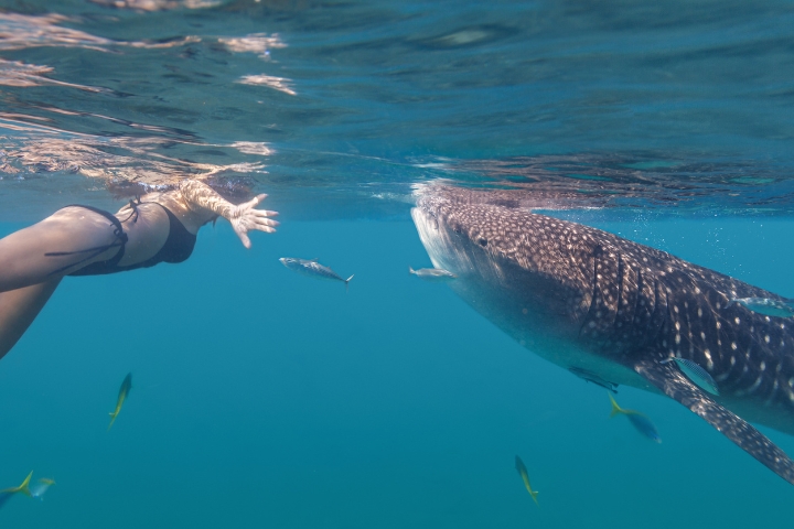 Swimming with Whale Shark at La Paz Bay