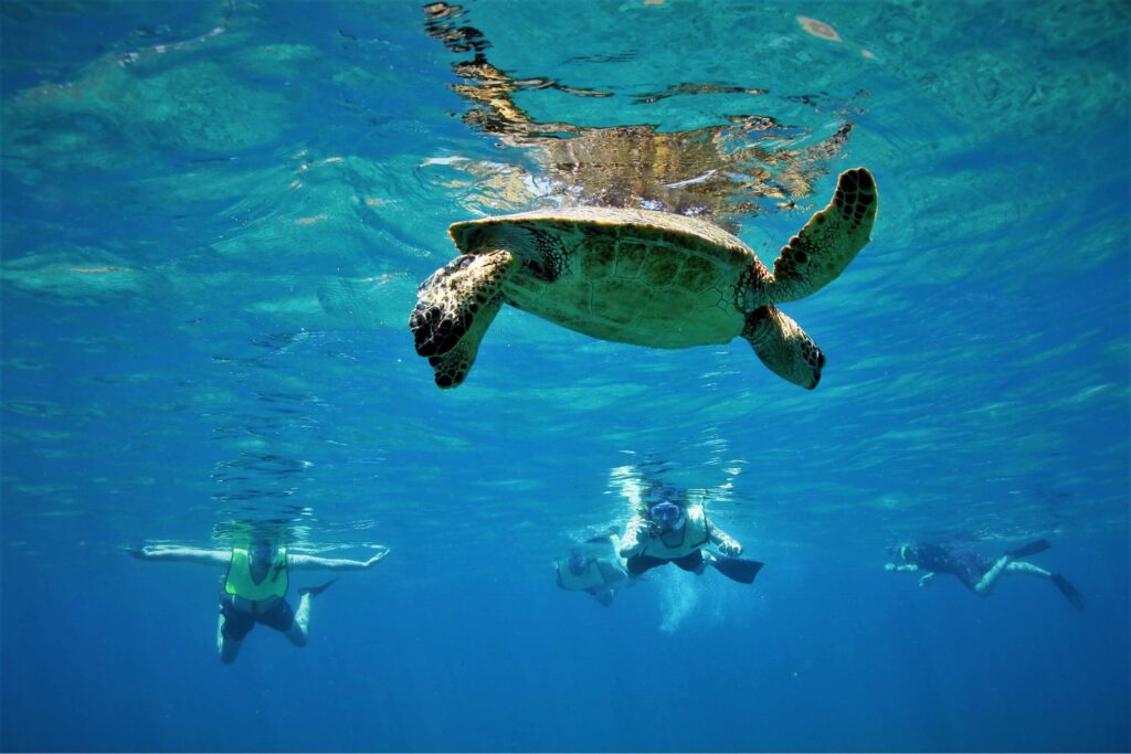 snorkeling-with-sea-turtle