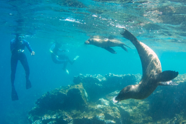 Snorkeling with Sea Lions