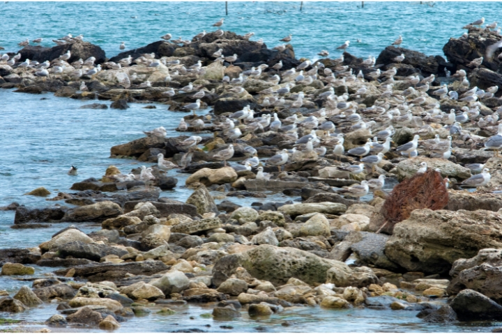 One Island with many names. Sea Lions Island, Isla Lobos, Isla Gaviota and Isla San Juan Nepomuceno