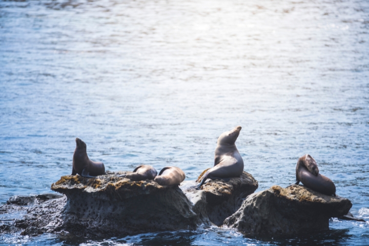 Sea Lions resting under the sun near Sea Lions Cove