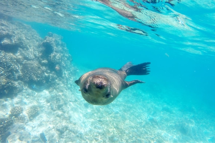 Curious sea lion at San Rafaelito