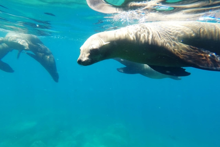 Sea lions swimming at San Rafaelito