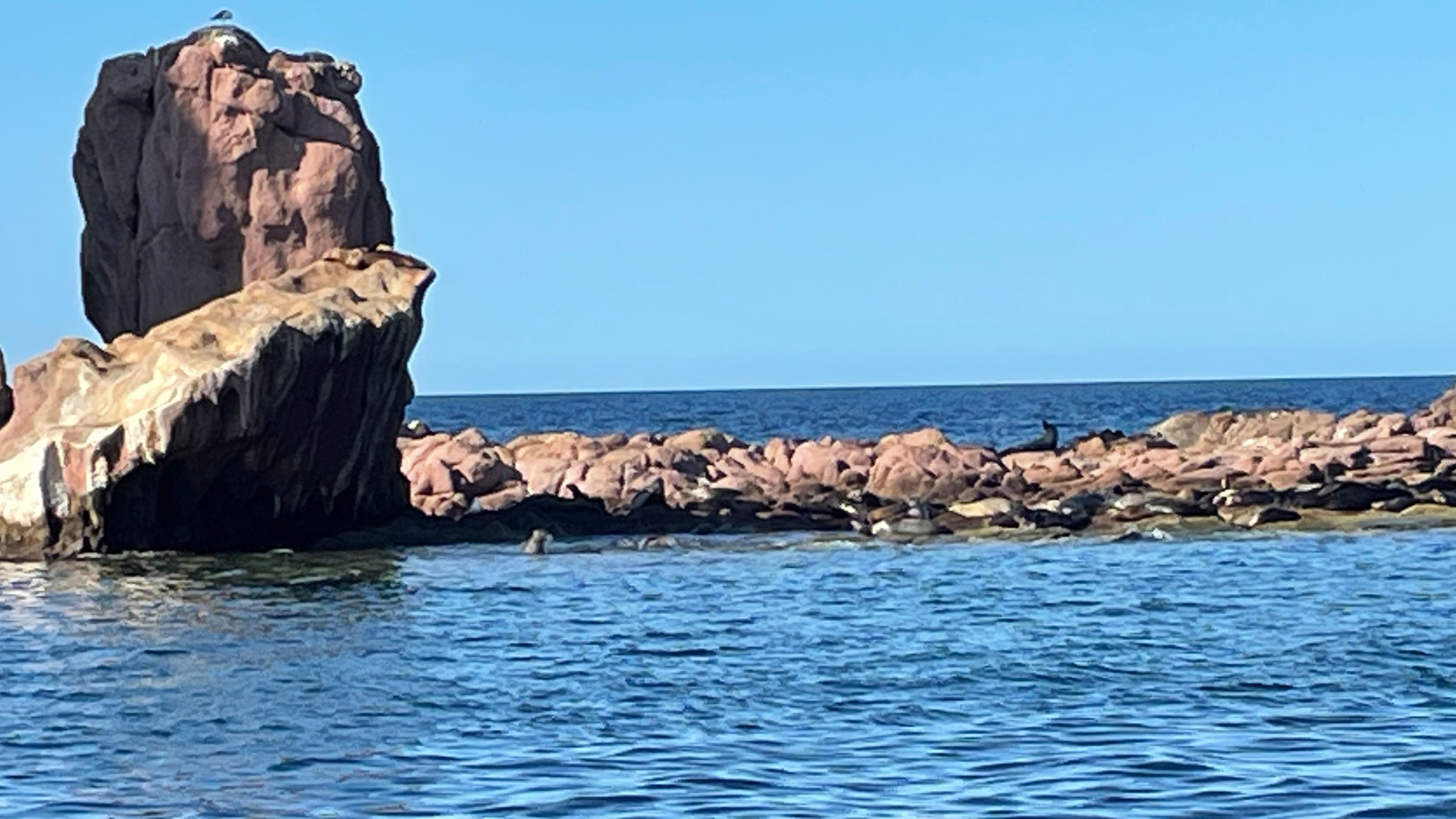 sea-lions-at-los-islotes-west